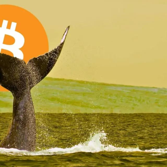 Crypto Whales Triumph Tales Unveiling Their Path to Success